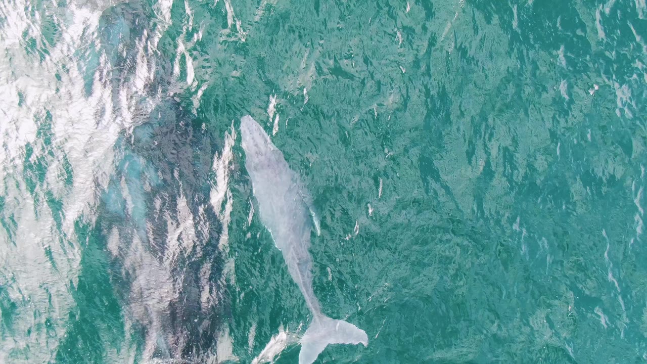 At two seconds, the pale whale is more centered beside the darker whale form in clear turquoise ocean at Shipwrecks, East Cape, Baja California Sur, with no visible people.