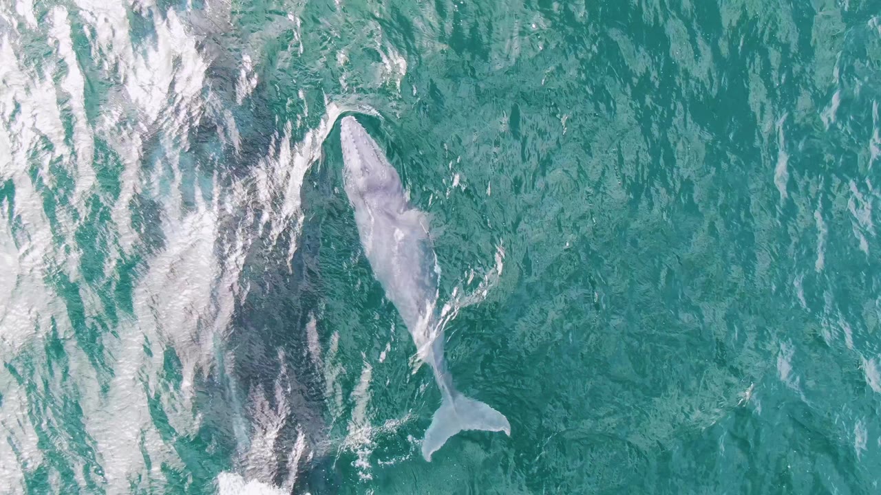 Pale whale lower in frame beside dark whale in turquoise ocean