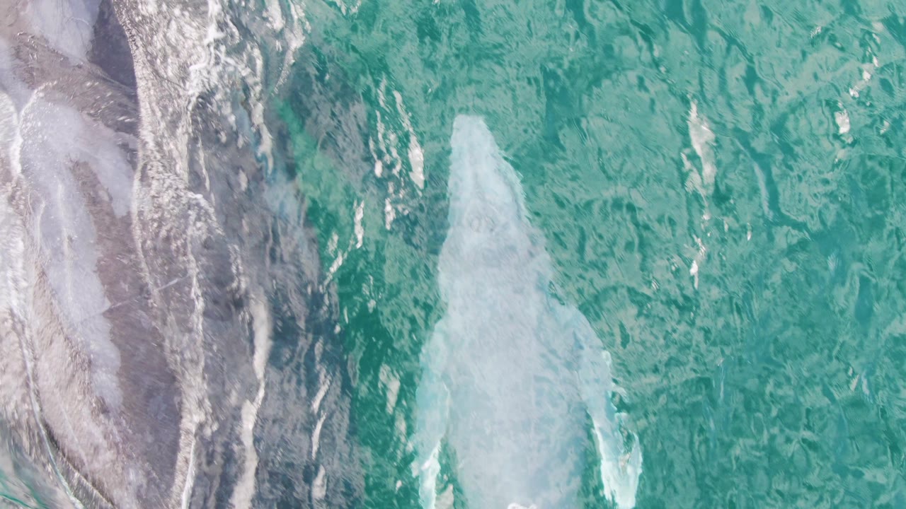 Two whales are visible beneath turquoise water at Shipwrecks, Baja California Sur, with white surf foam along the left edge and no visible people.