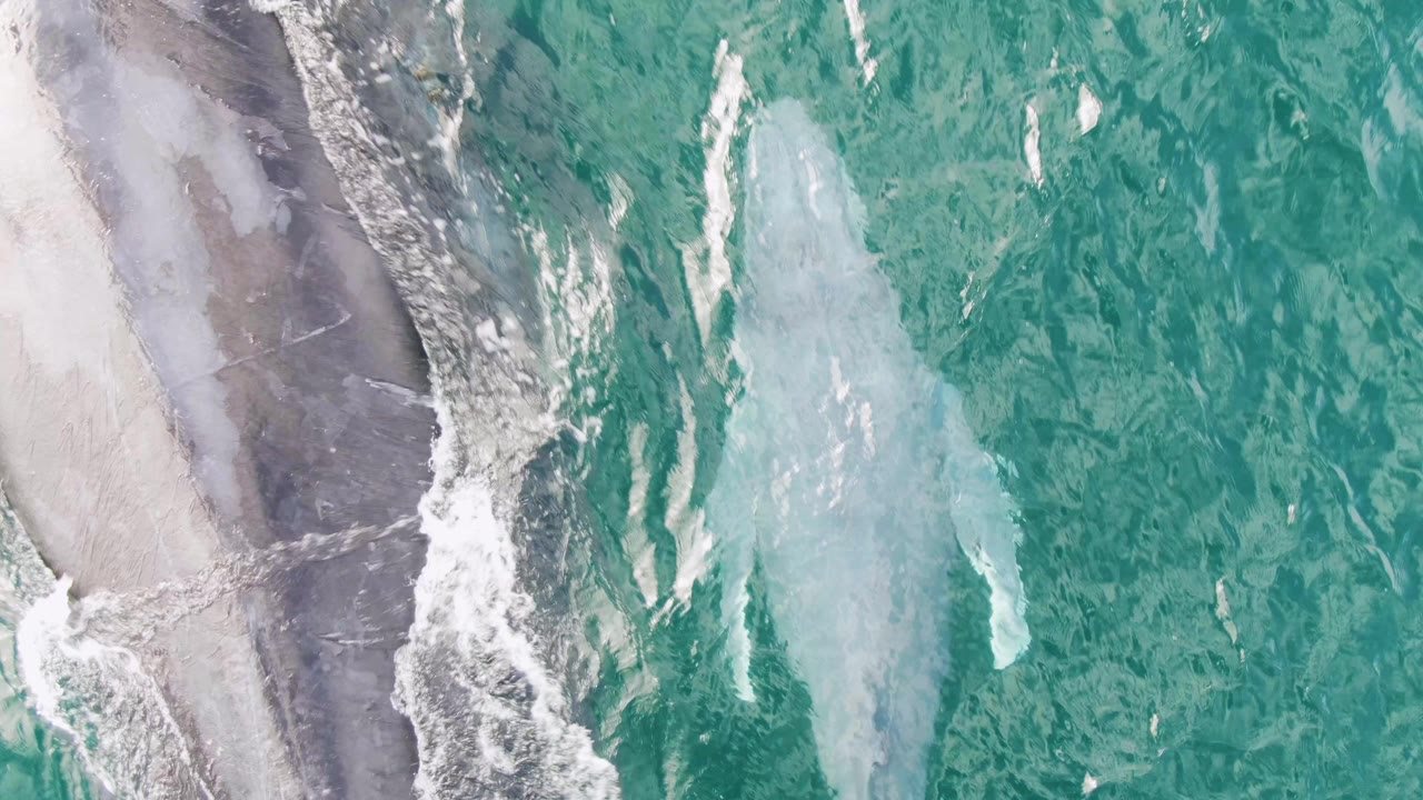 Two whale shapes sit under clear turquoise water at Shipwrecks, Baja California Sur, with the darker whale closer to a vertical band of breaking white water and no visible people.