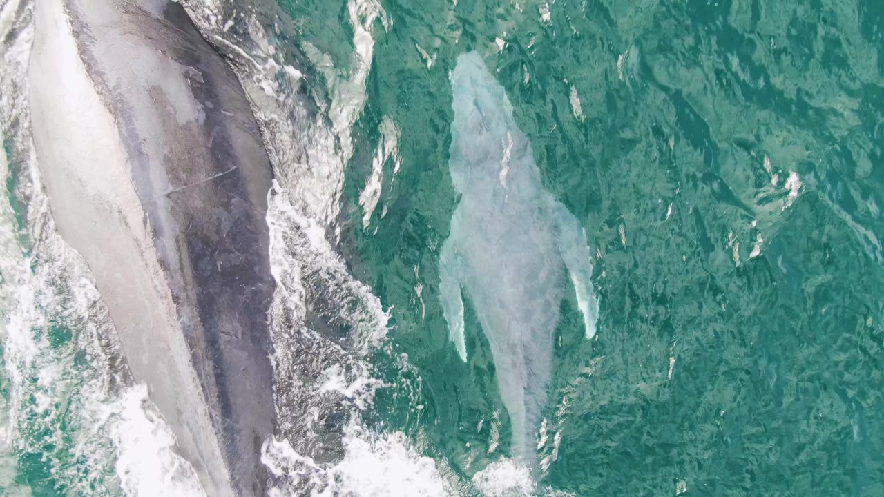 The whales remain visible below the surface at Shipwrecks, Baja California Sur, with the darker whale near streaks of white foam and the lighter whale shape to the right, no visible people.