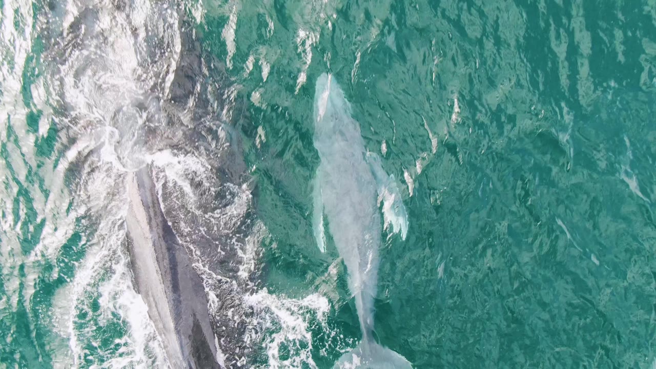 Darker whale near white water with lighter whale in turquoise ocean