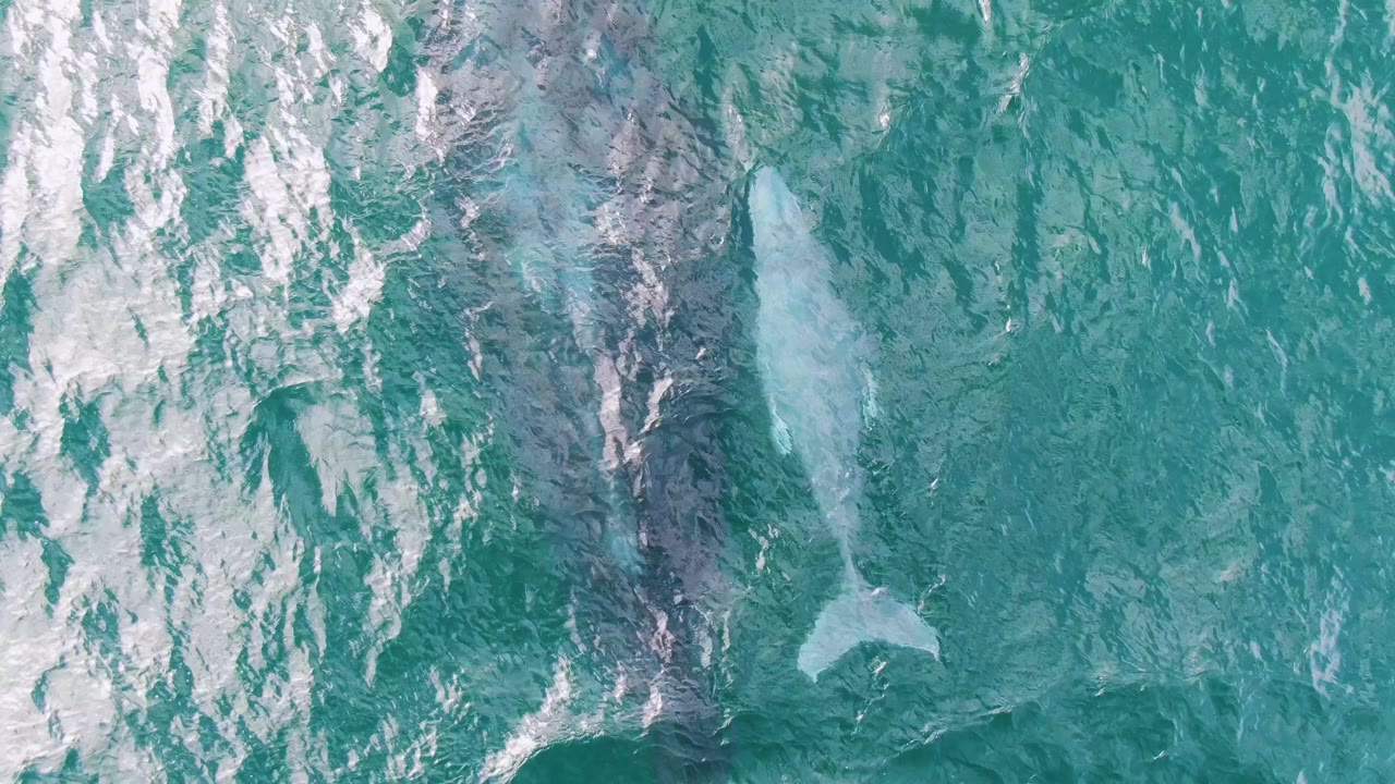 Overhead view at Shipwrecks, Baja California Sur, Mexico, showing an adult whale and calf below turquoise water with bright white surface reflections and no visible people.
