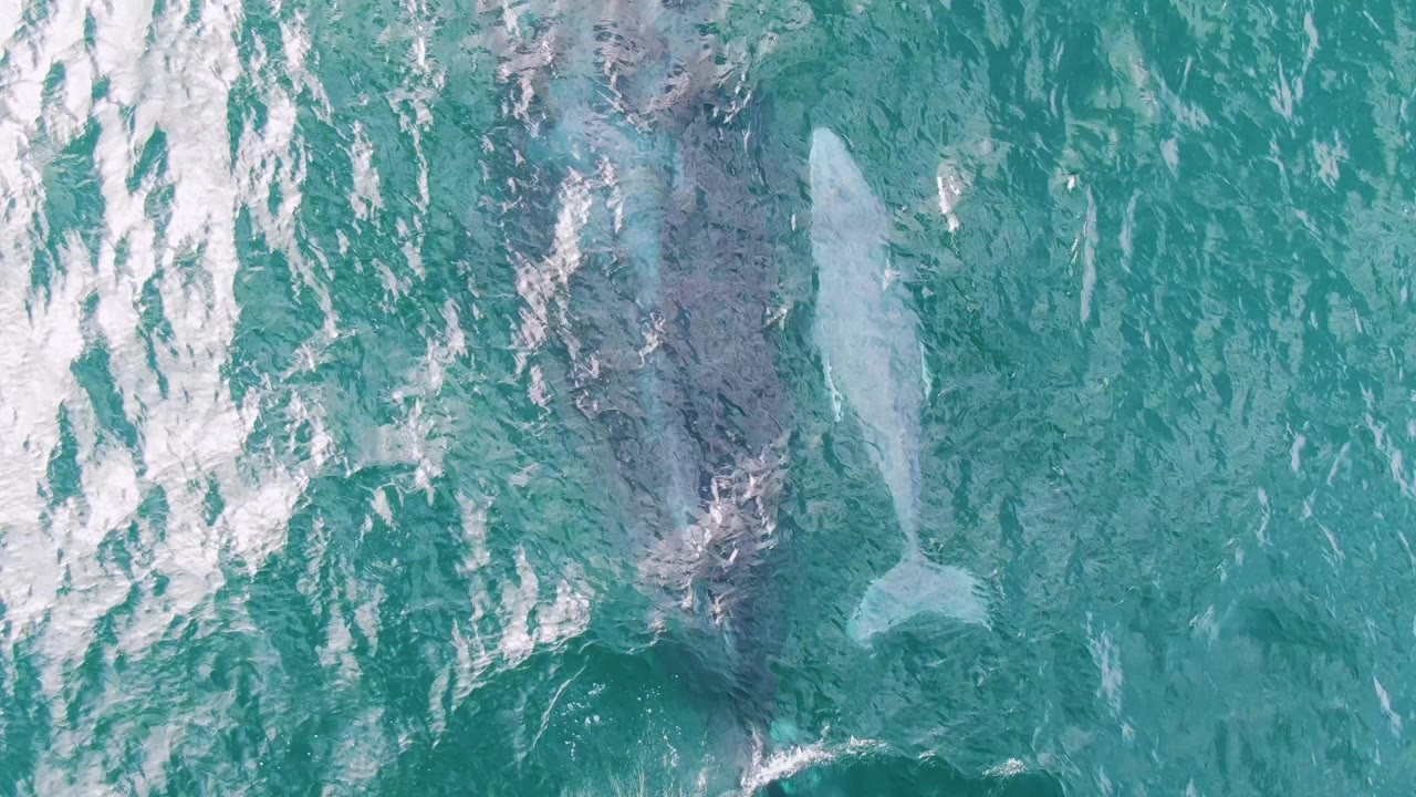 At 0:01, the overhead frame shows the whale pair below the clear ocean surface at Shipwrecks, with the calf close to the adult and no visible people.