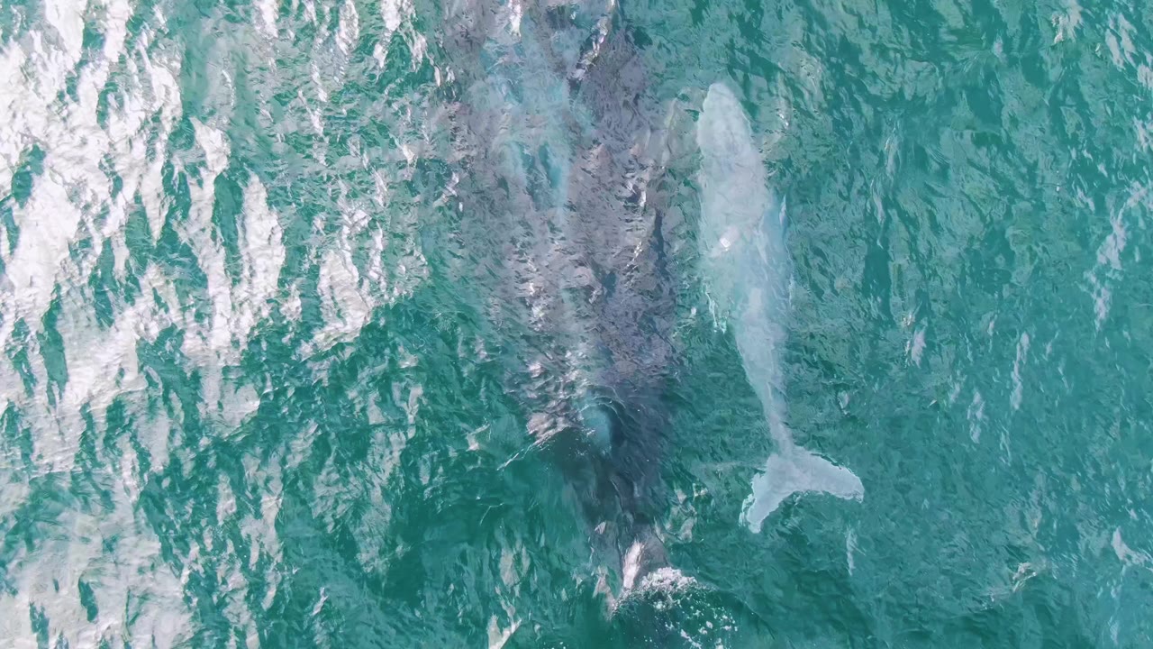 At Shipwrecks in Baja California Sur, the adult whale and calf remain visible through turquoise water, with broken white wave highlights near the top of the overhead frame and no visible people.