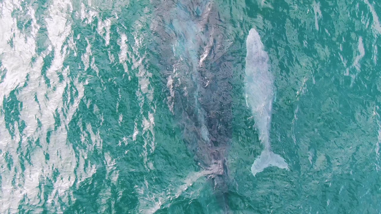 Adult whale and calf beneath bright turquoise water, seen from directly overhead.