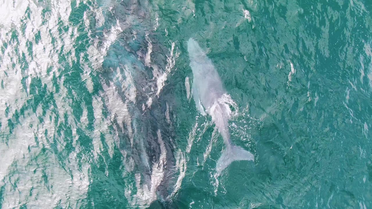 Two whales under turquoise ocean water with white surface ripples.