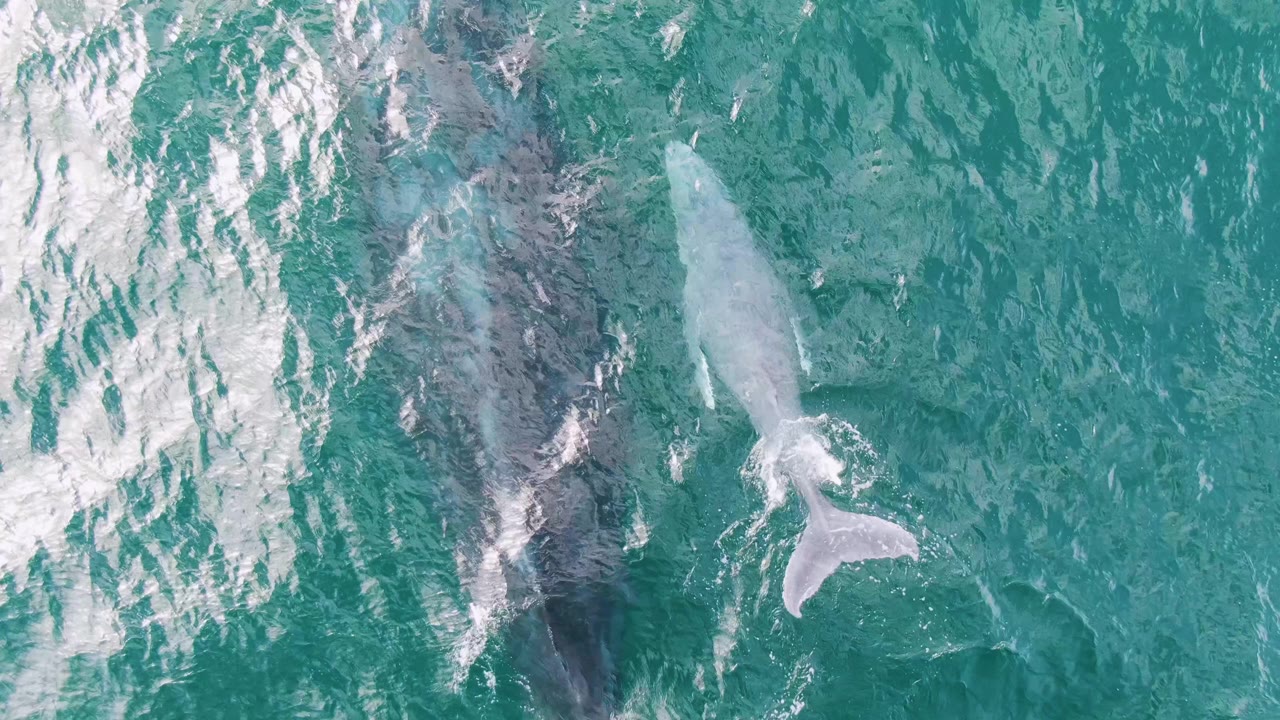 Aerial frame from Shipwrecks, Baja California Sur, Mexico, with the smaller whale angled beside the larger dark whale and a pale tail shape visible near the surface, no visible people.