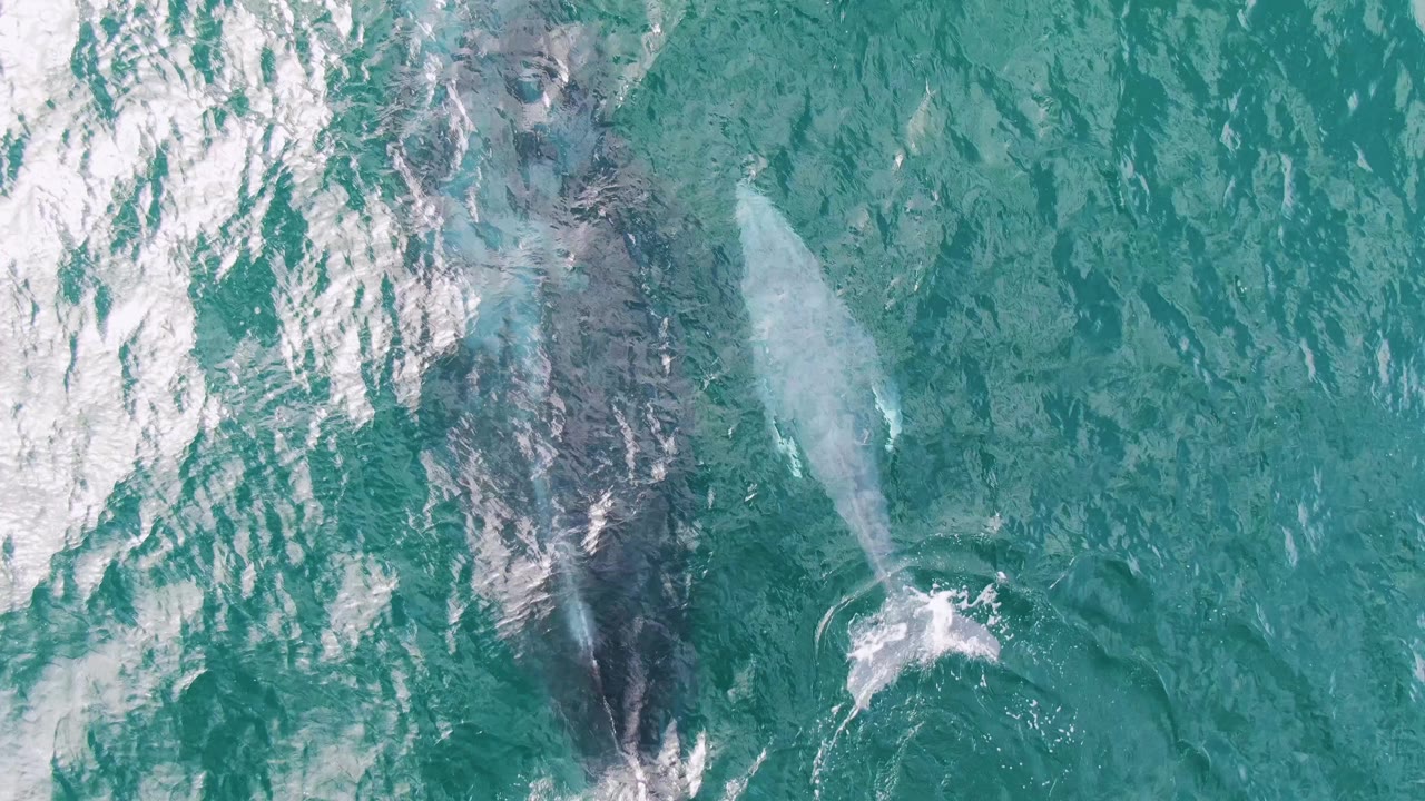 At Shipwrecks, Baja California Sur, Mexico, the overhead view shows the whales slightly separated in turquoise water with a small white splash near the pale whale's tail and no visible people.
