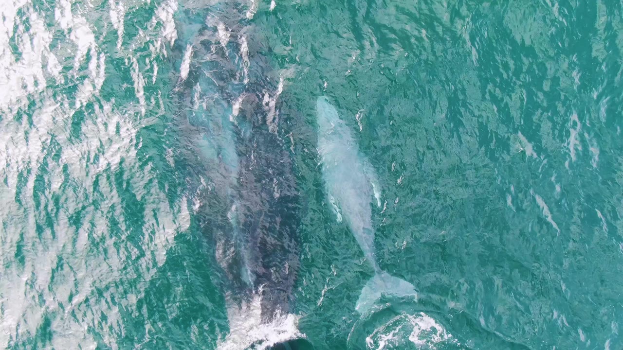 Overhead frame from Shipwrecks, Baja California Sur, Mexico, where the two whales remain visible below the turquoise surface, with brighter ripples crossing the left side and no visible people.