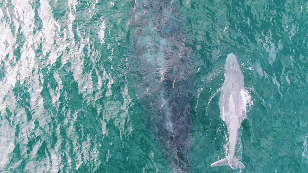 Adult whale and calf beneath turquoise ocean water with white surface ripples.