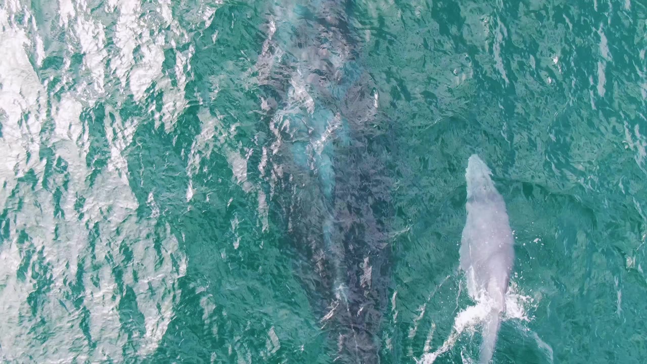 Overhead view at Shipwrecks, Baja California Sur, Mexico, with the calf separated to the right of the darker adult whale under textured turquoise water and no visible people.