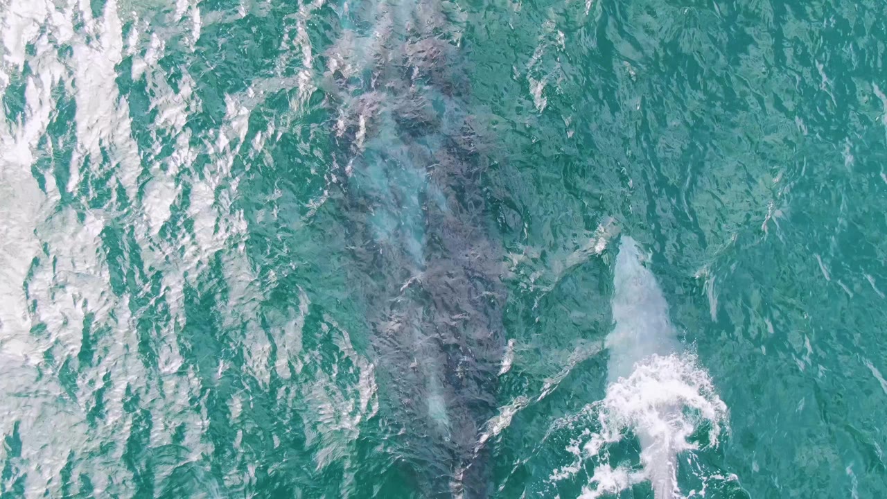At Shipwrecks, Baja California Sur, Mexico, the calf breaks the surface with a white splash while the darker adult whale remains visible below the turquoise water, with no visible people.