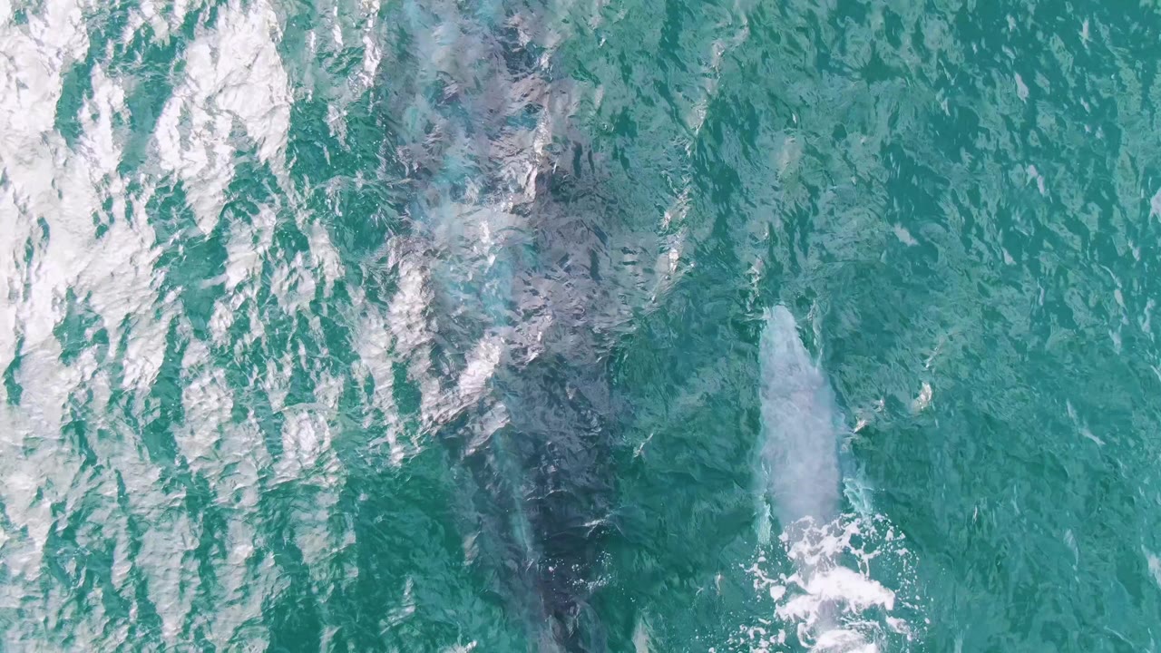 Overhead frame from Shipwrecks, Baja California Sur, Mexico, showing the adult whale as a dark submerged form and the calf lower in frame under rippled turquoise water, with no visible people.