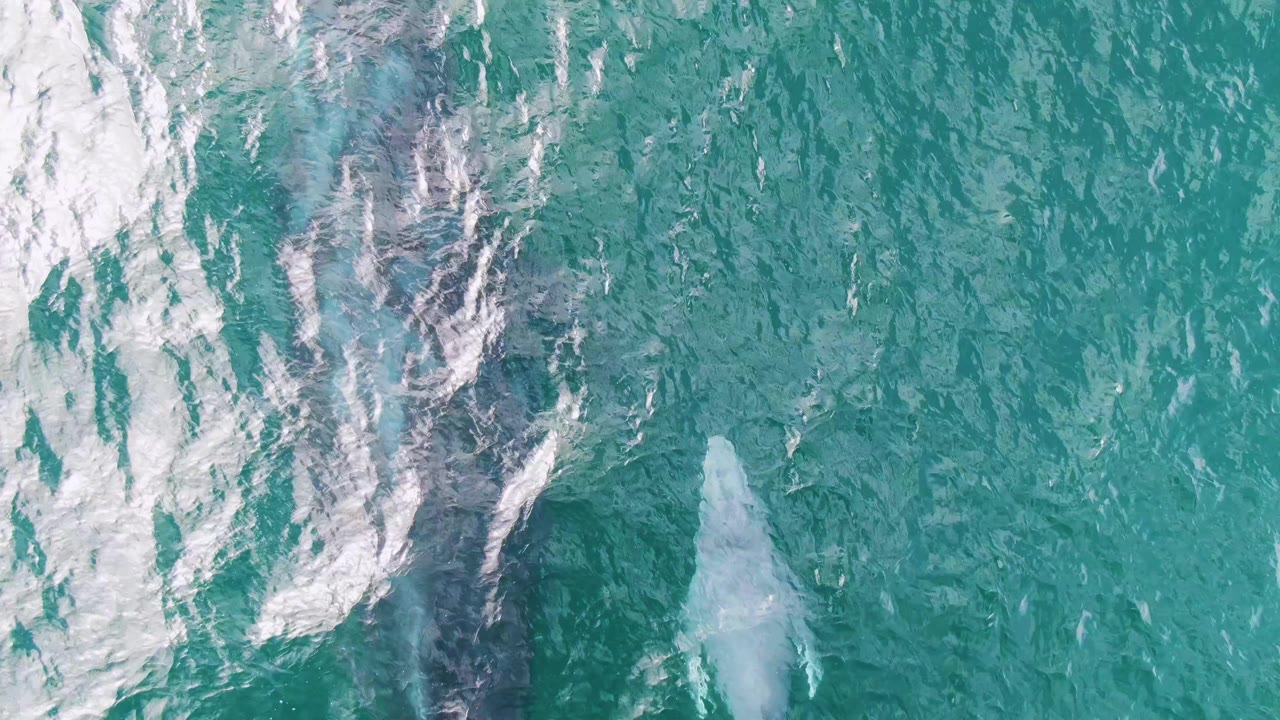 Top-down view of an adult whale and calf beneath turquoise water at Shipwrecks, Baja California Sur, with white foam along the upper left and no visible people.