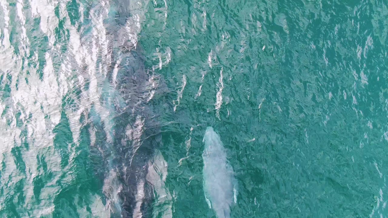 The adult whale appears as a dark submerged form while the smaller pale calf sits to the right in turquoise water at Shipwrecks, Baja California Sur, with no visible people.