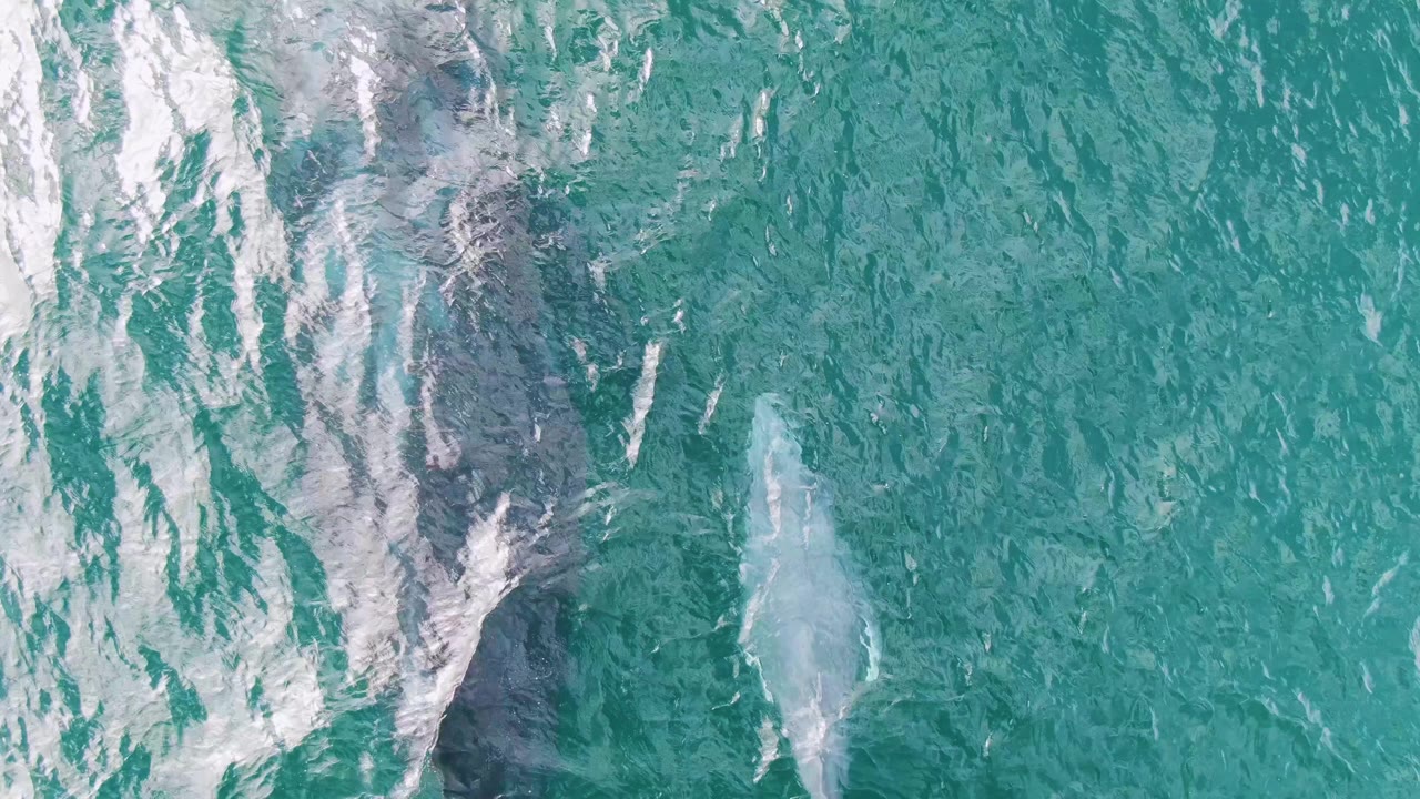 A pale calf is visible near the right edge while the larger whale remains darker under the water and white foam streaks across the left side at Shipwrecks, Baja California Sur, with no visible people.