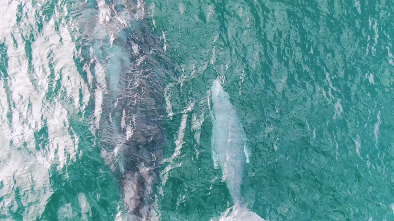 Two whales under turquoise water with foam and ripples across the surface.