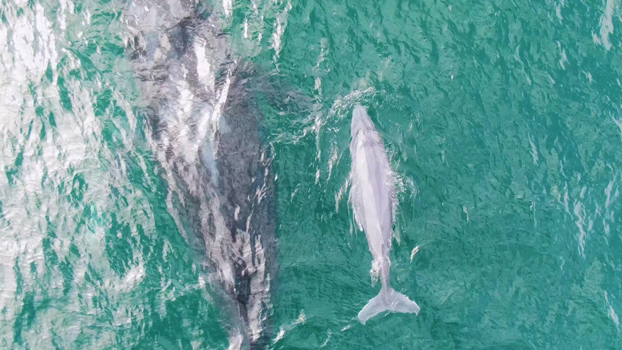 Two whales swimming below turquoise ocean surface
