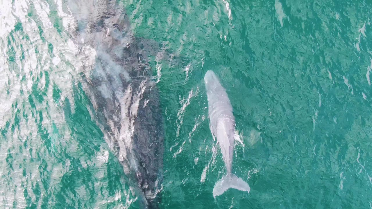 At 0:01, the adult whale remains left of center under bright surface texture while the calf swims to the right in clear water at Shipwrecks, East Cape, with no visible people.