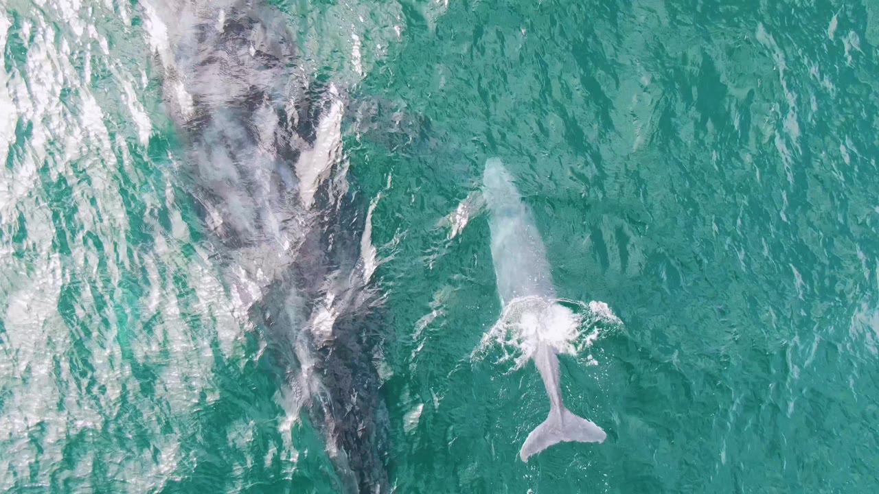 The third frame shows the adult whale's dark shape on the left and the calf to the right with a brighter splash near the calf's head or side, no visible people.