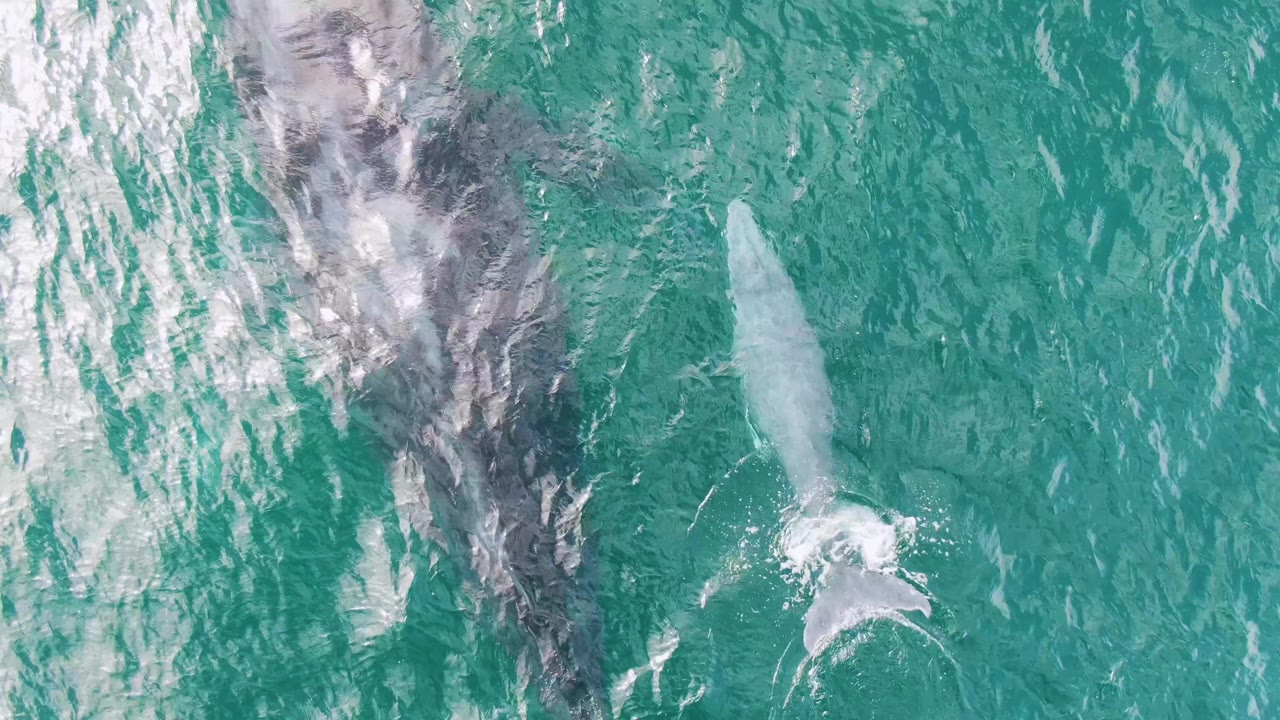 At 0:03, the calf appears angled near the lower right while the adult whale stays partly under a textured patch of ripples on the left at Shipwrecks, East Cape, no visible people.