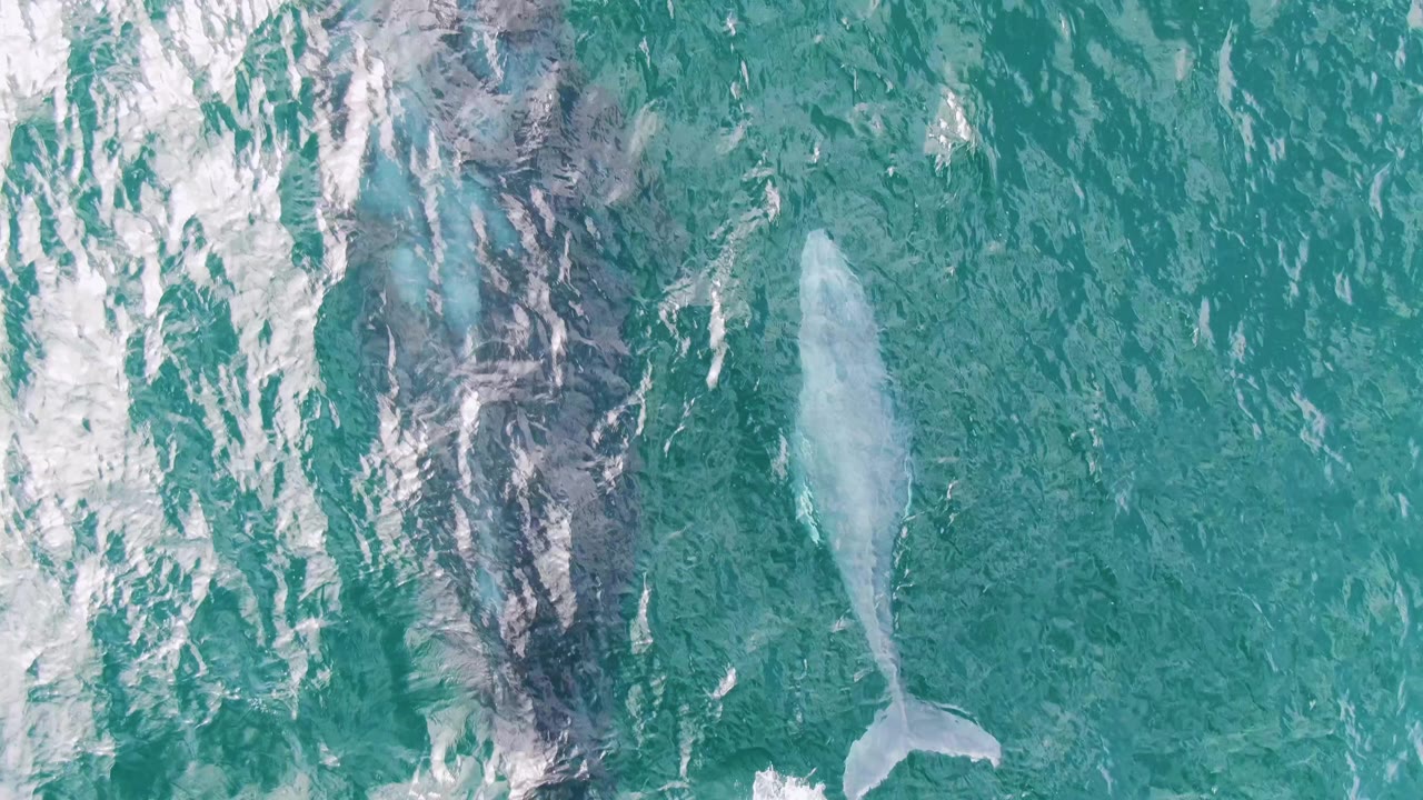 Overhead view at Shipwrecks, Baja California Sur, showing a large dark whale and a smaller pale whale under rippled turquoise water with no visible people.