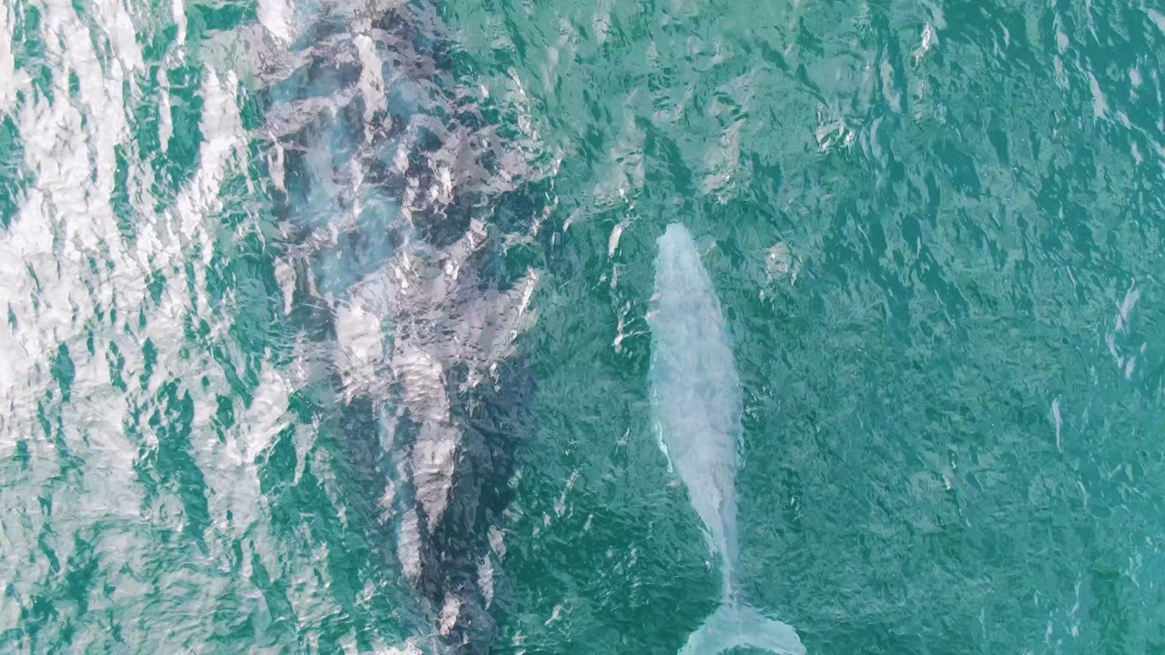 Large whale and smaller whale under bright ripples.