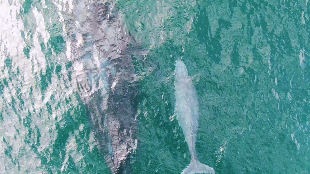 Overhead view at Shipwrecks, Baja California Sur, where the larger dark whale lies near center and the smaller pale whale sits to the right under turquoise water and white ripples, with no visible people.