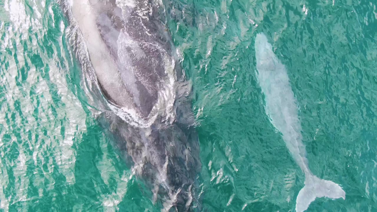 Two whales in clear turquoise ocean water, with the larger whale surfacing beside a smaller whale.