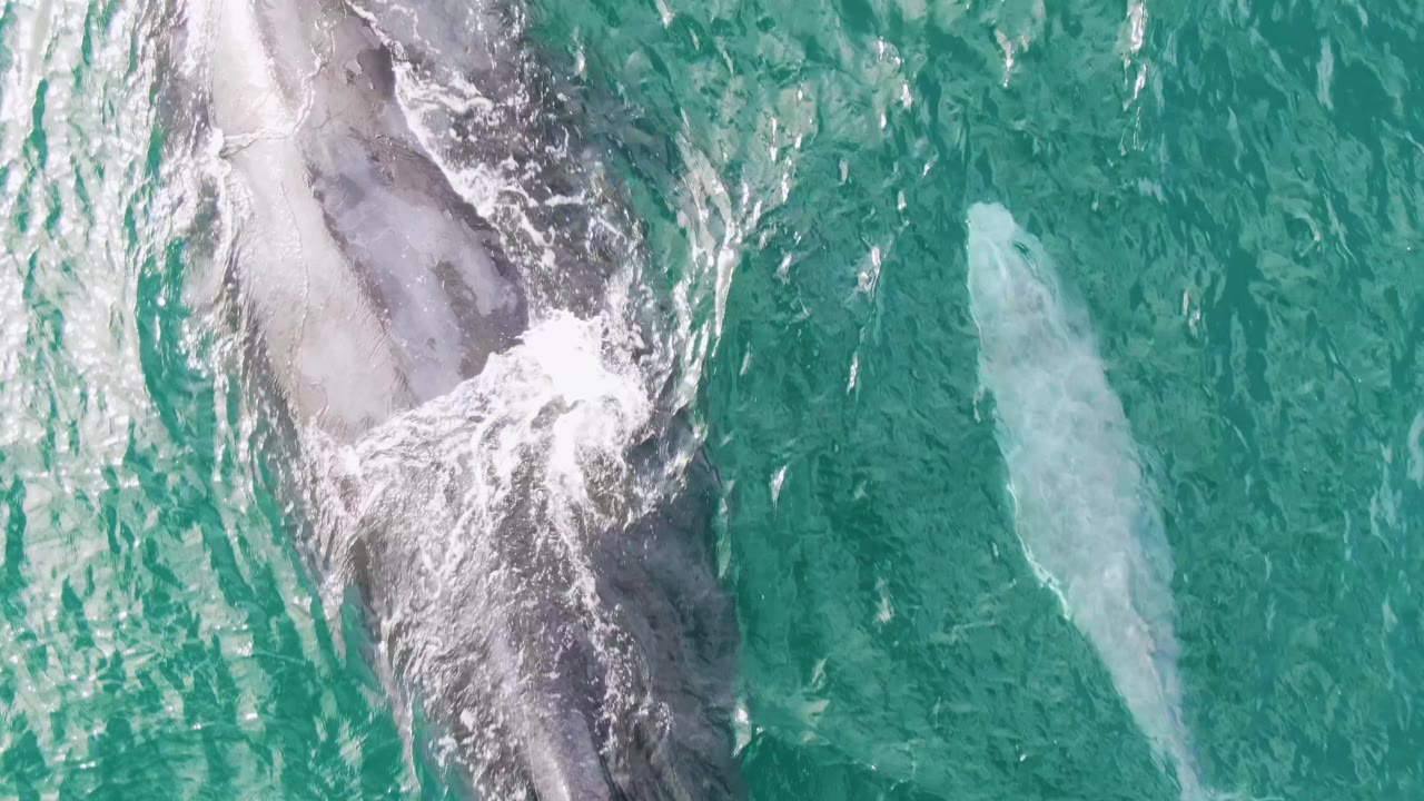 Overhead view at Shipwrecks, Baja California Sur, with the larger whale's back and white splash near the upper left and the smaller whale visible underwater to the right, with no visible people.