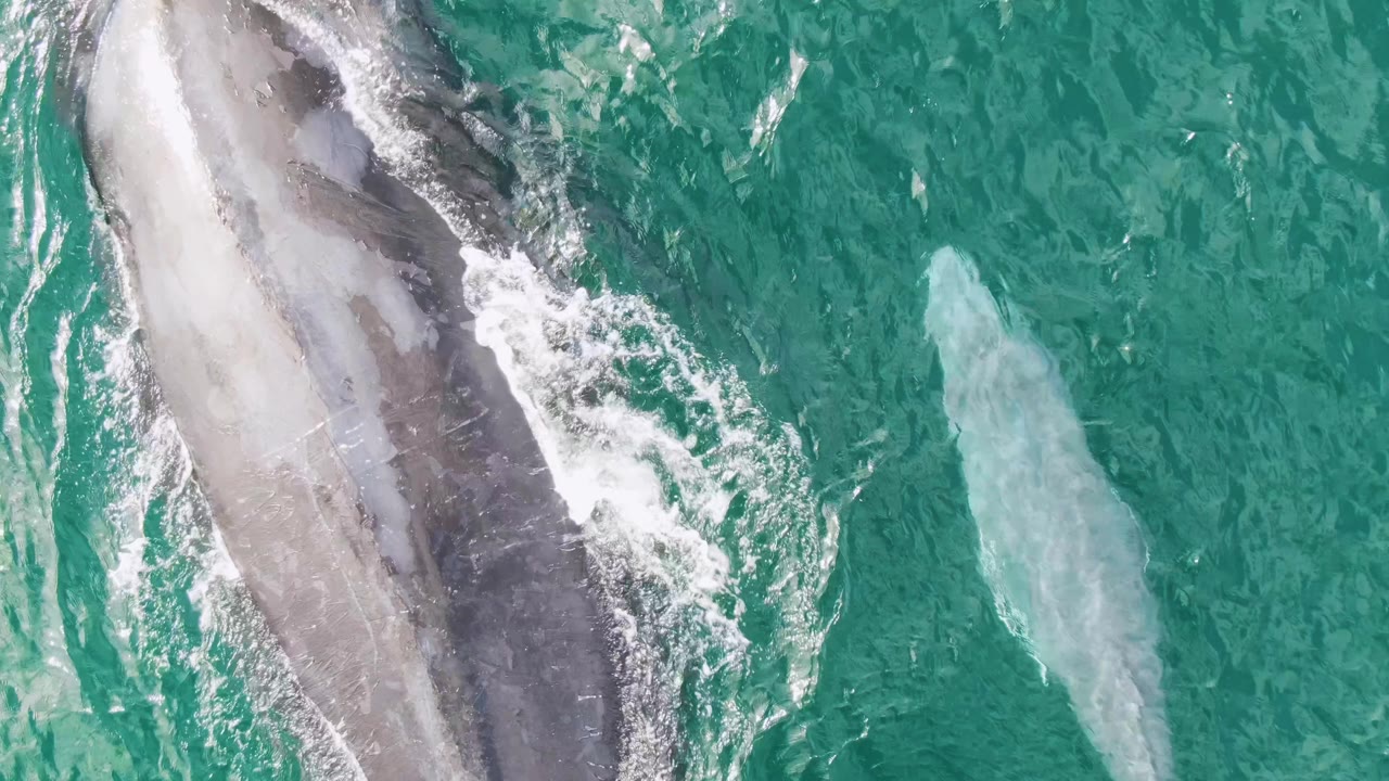 Aerial frame from Shipwrecks, Baja California Sur, showing the larger whale stretched along the left edge with foam over its back while the smaller whale stays to the right under green-blue water, with no visible people.