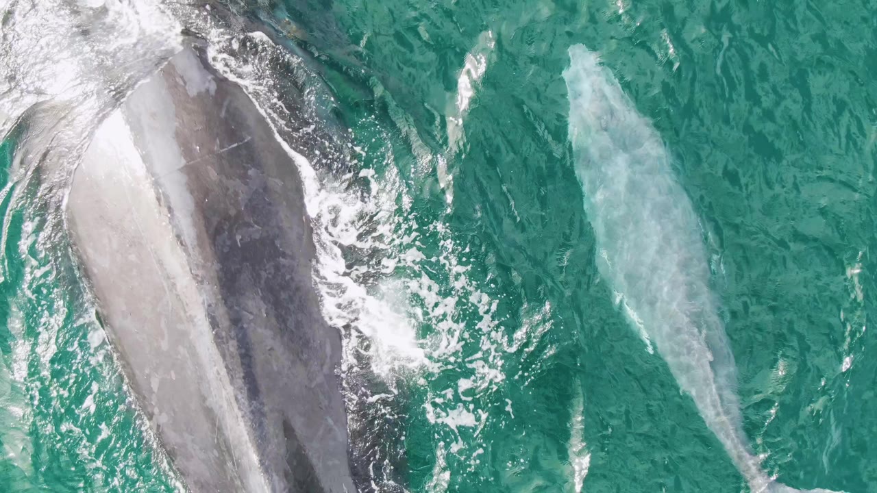 Overhead Shipwrecks, Baja California Sur frame with the larger whale partly cropped on the left, white foam trailing across its body, and the smaller whale swimming in open turquoise water to the right, with no visible people.