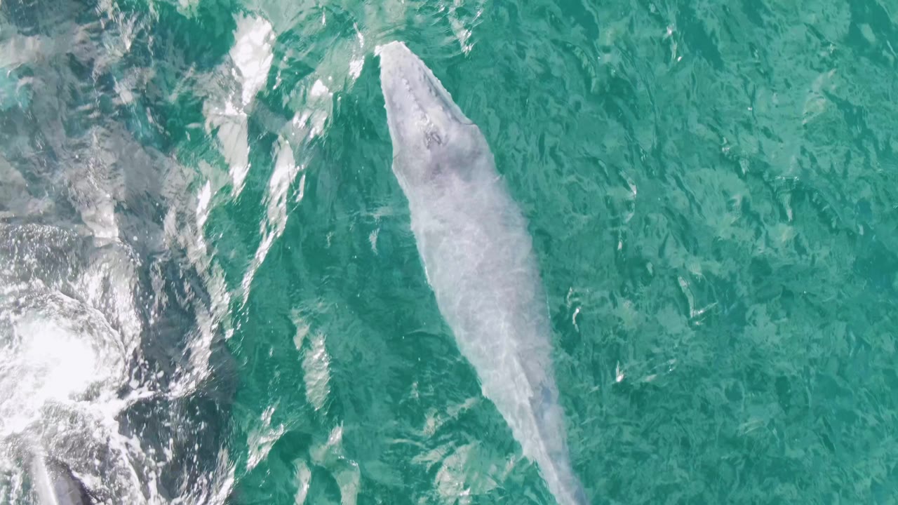 Overhead view of a pale whale just under clear turquoise water at Shipwrecks, Baja California Sur, Mexico, with white surface ripples at the left and no visible people.