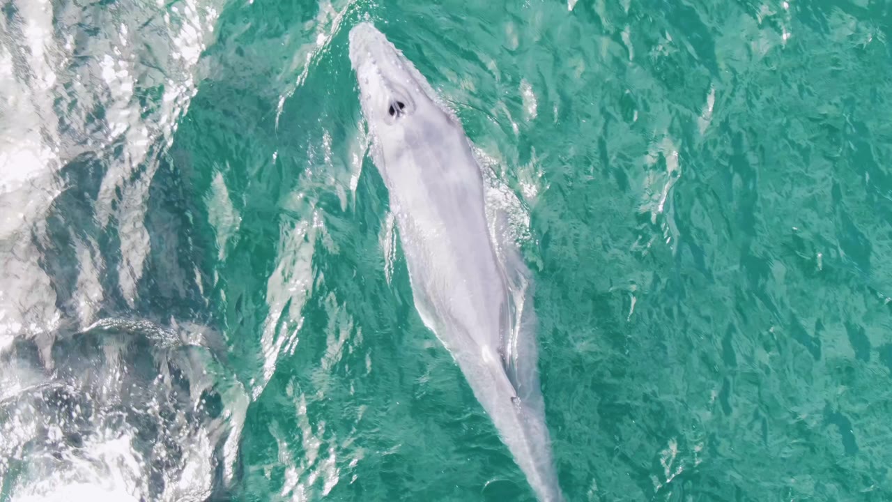 Overhead frame of the whale in turquoise water at Shipwrecks, Baja California Sur, Mexico, with the head end more defined near the surface and no visible people.