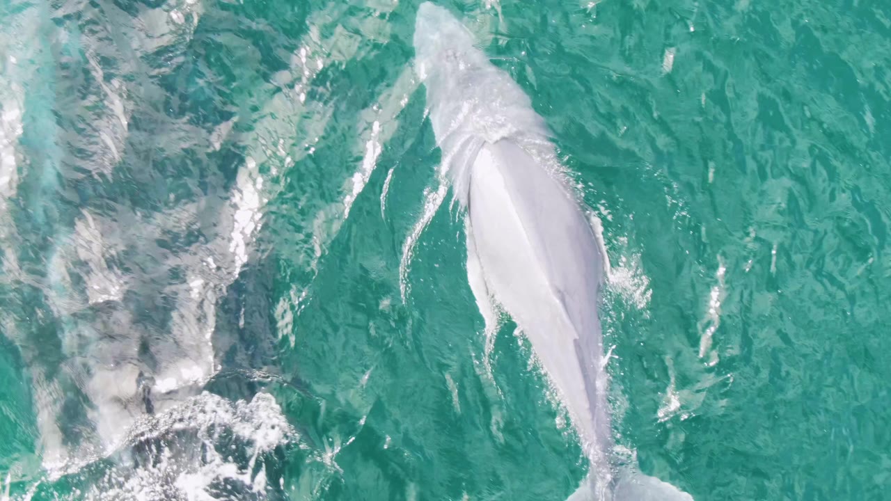 The whale angles through clear turquoise ocean at Shipwrecks, Baja California Sur, Mexico, with bright surface streaks and no visible people, boats, or shoreline.
