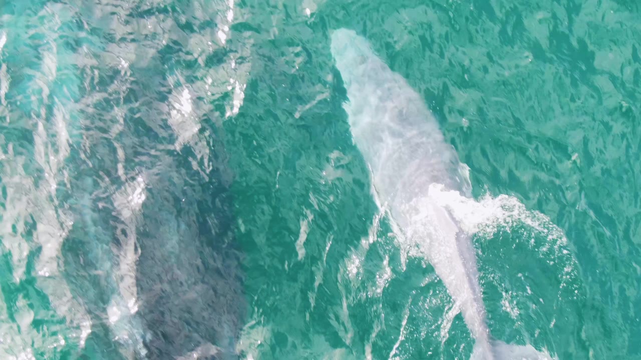 Whale closer to the surface with white splashing beside its body.