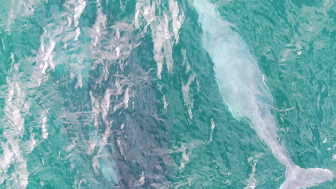 A pale white whale form sits beneath rippled turquoise water at Shipwrecks, East Cape, Baja California Sur, with bright surface reflections and no visible people.