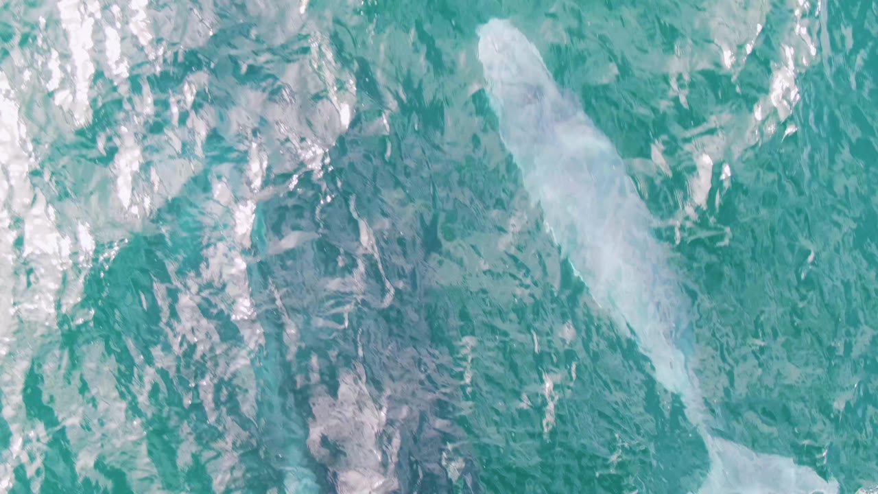 The white whale appears under clear turquoise ocean water near the left side of the overhead frame at Shipwrecks, East Cape, Baja California Sur, with no visible people.