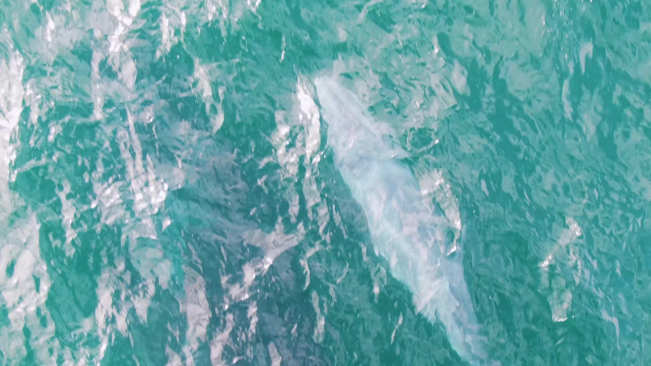A pale whale body is visible below teal ocean water at Shipwrecks, East Cape, Baja California Sur, surrounded by small ripples and broken white highlights, with no visible people.