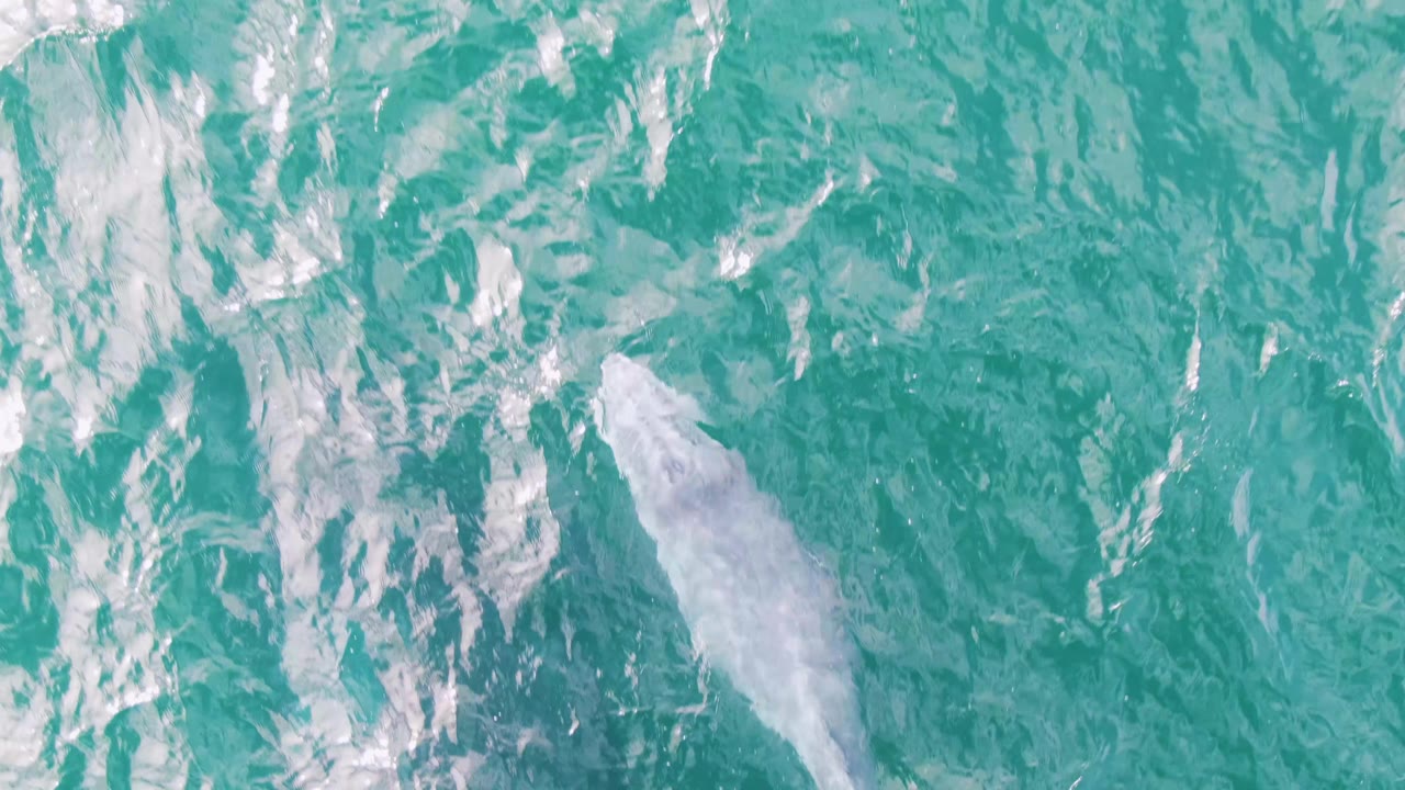 White whale partly visible beneath turquoise ocean surface.