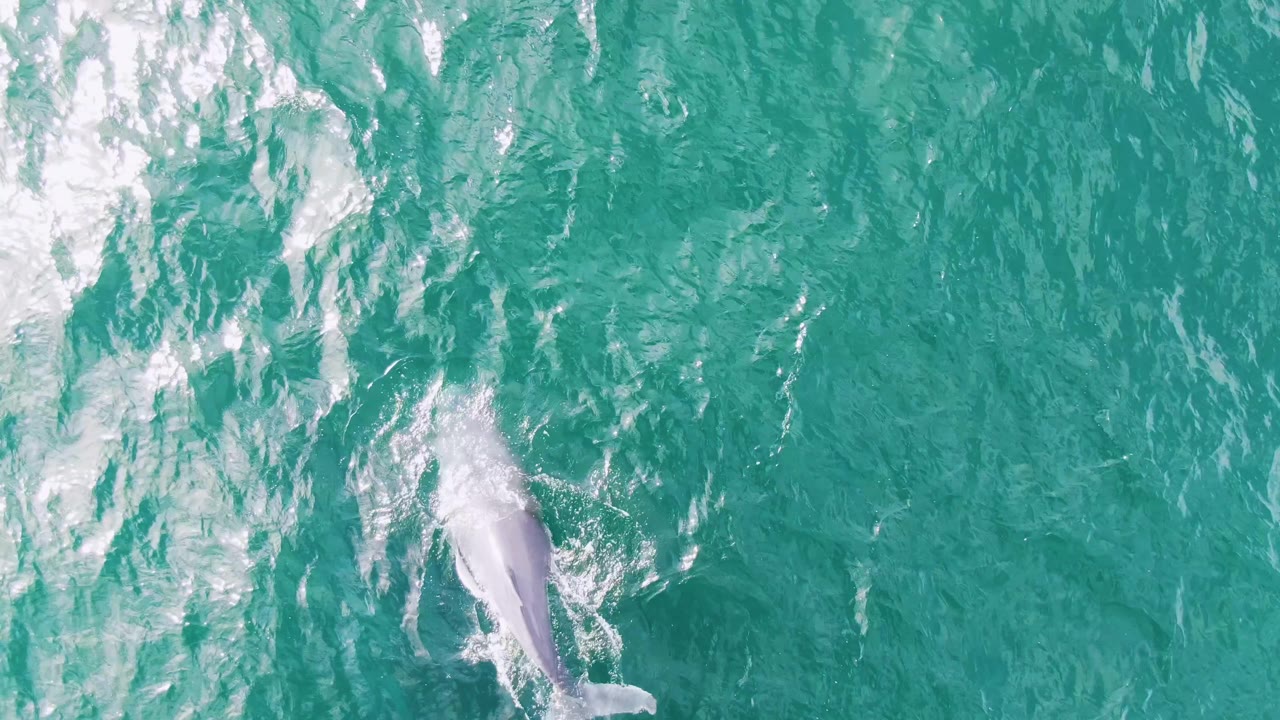 A dolphin is partly visible near the left side of turquoise ocean water at Shipwrecks, Baja California Sur, with bright surface glare and no visible people.