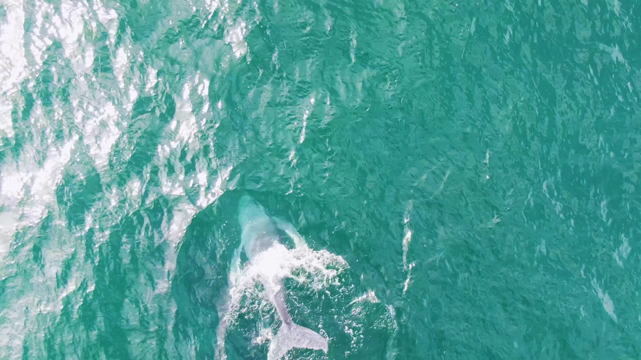 The dolphin's tail and body create a small white splash in teal water at Shipwrecks, Baja California Sur, with no shoreline, boats, or visible people.