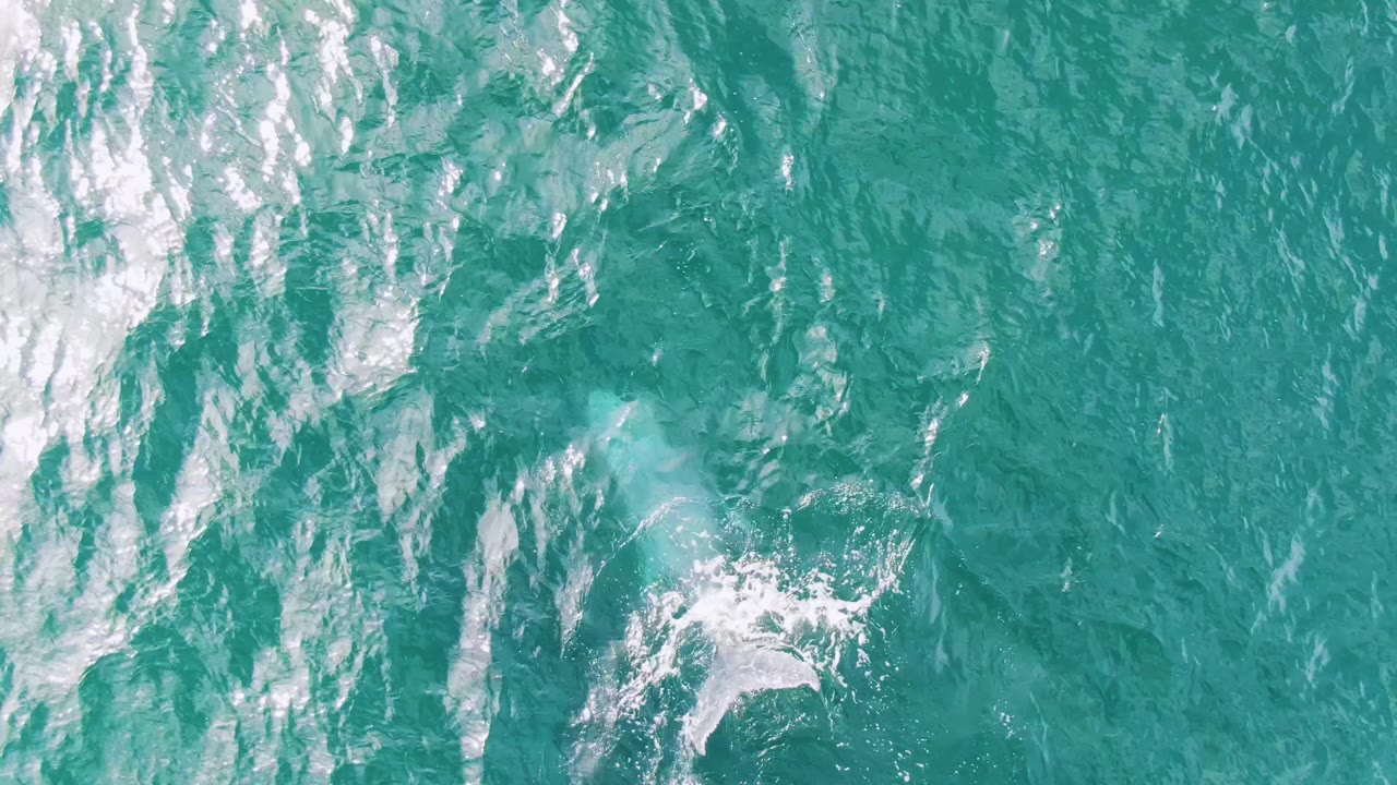 A faint dolphin shape sits under the rippled turquoise surface at Shipwrecks, Baja California Sur, while white foam and glare mark the dive path and no people are visible.