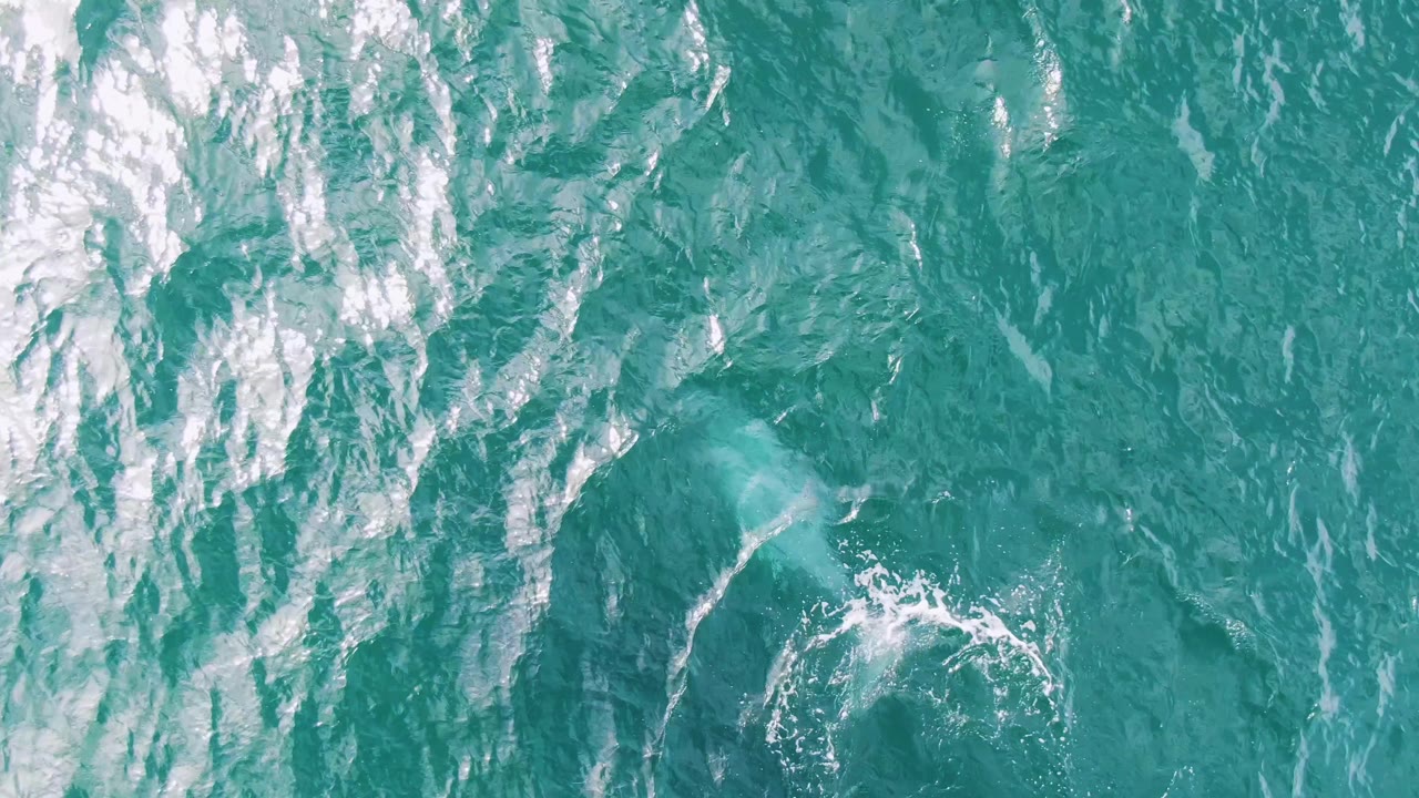 The dolphin appears as a pale submerged form beneath textured turquoise ocean water at Shipwrecks, Baja California Sur, with a small wake pattern and no visible people.