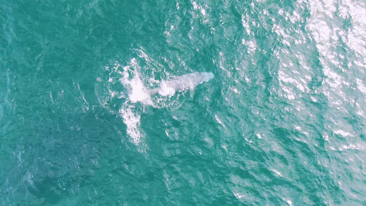 Overhead view at Shipwrecks, Baja California Sur, Mexico, showing a whale just under the turquoise surface with a small white splash beside it and no visible people.
