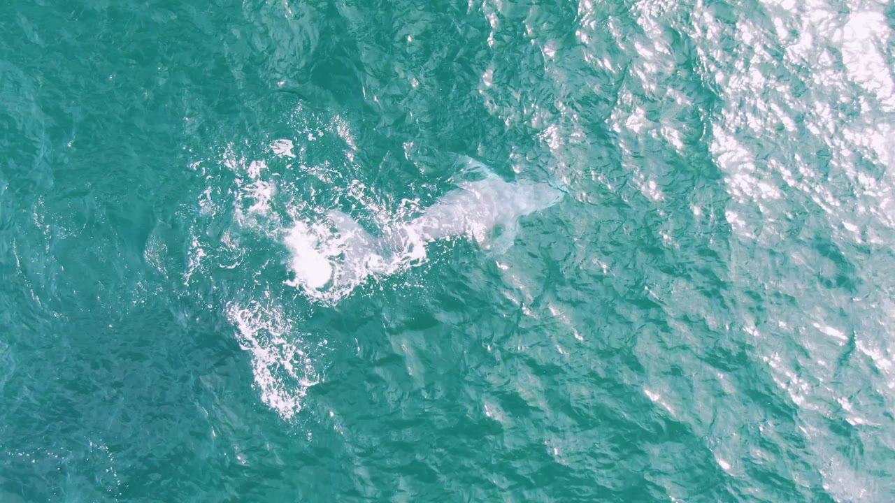 Overhead frame at Shipwrecks, Baja California Sur, Mexico, with the whale closer to the surface as white foam spreads across the turquoise water and no visible people.