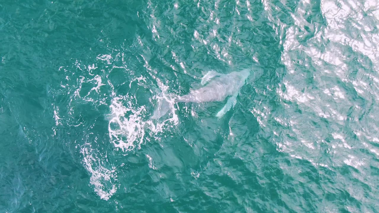 Overhead view at Shipwrecks, Baja California Sur, Mexico, showing the whale angled beneath the surface with a broken foam ring trailing behind it and no visible people.