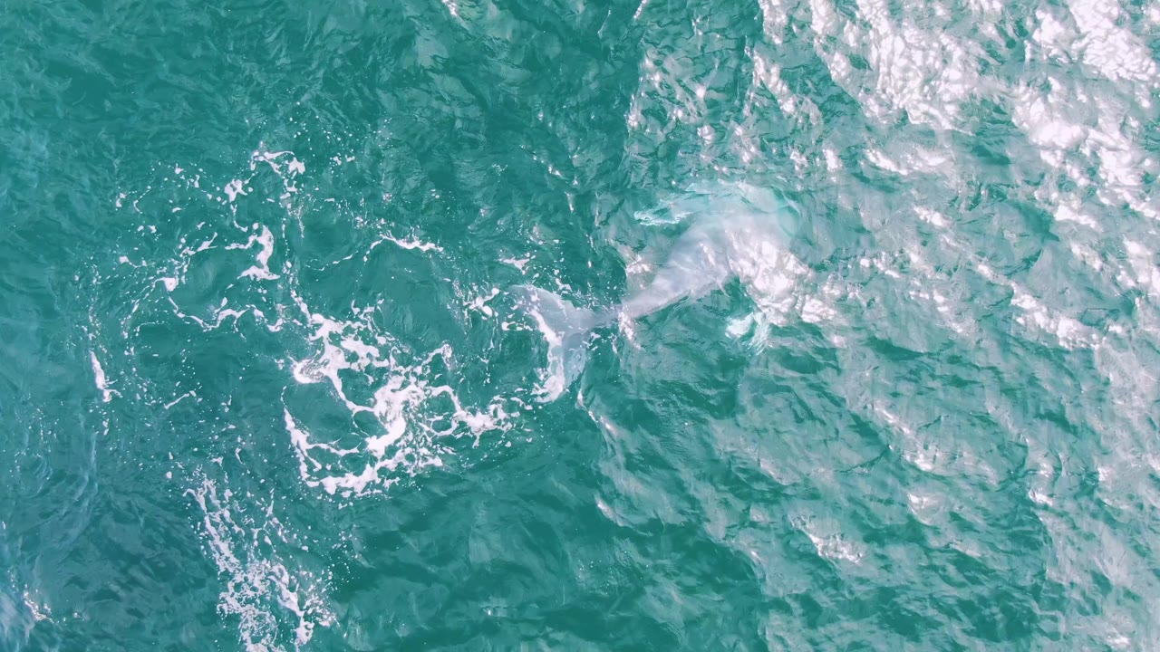 Whale tail fluke emerging amid white foam in turquoise water.