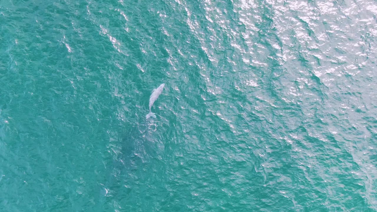 A pale whale shape appears beneath rippled turquoise water at Shipwrecks, Baja California Sur, with no visible people or boats.